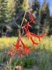 Scarlet Gilia - Photo (c) Nate Martineau, some rights reserved (CC BY-NC), uploaded by Nate Martineau