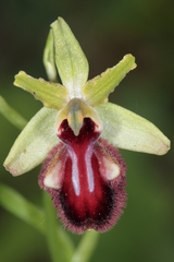 Ophrys sphegodes atrata
