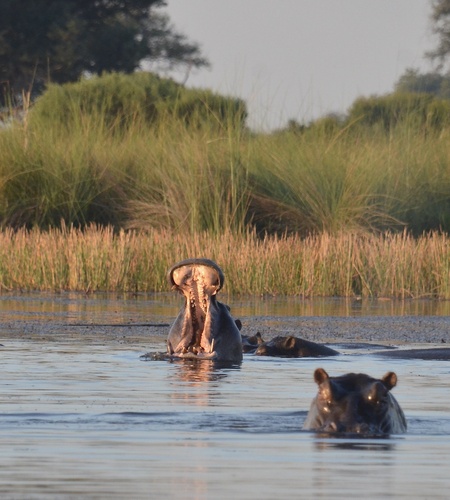 Common Hippopotamus