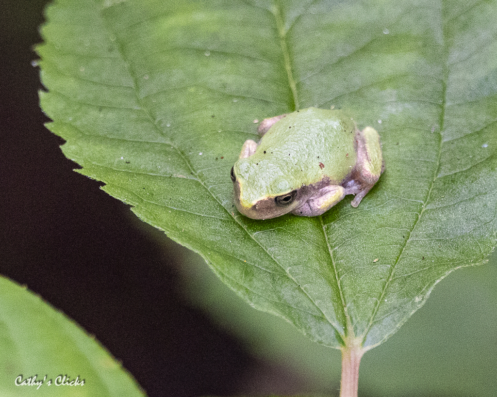 Gray Treefrog Species Complex from Heron Pond on August 29, 2023 at 12: ...