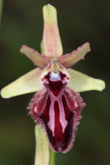 Ophrys sphegodes atrata