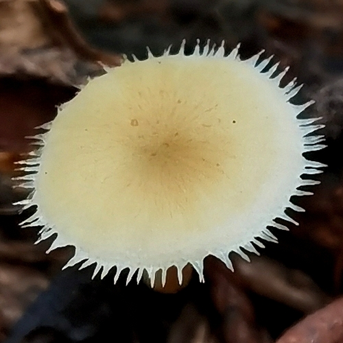 Lentinus flexipes