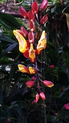 Thunbergia mysorensis
