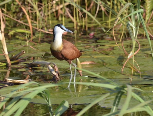 African Jacana