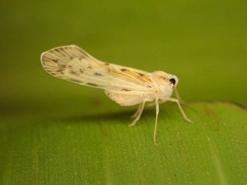 Paralyricen tefrias observed 2023-09-01