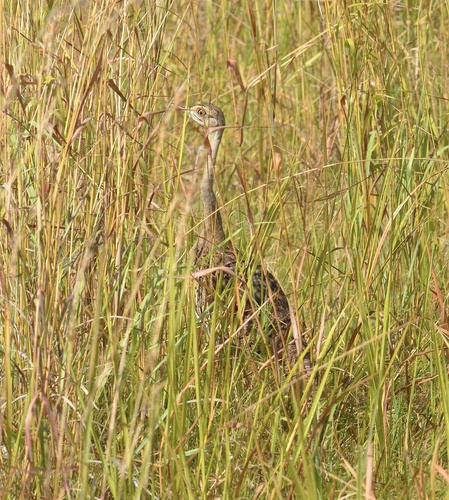 Black-bellied Bustard