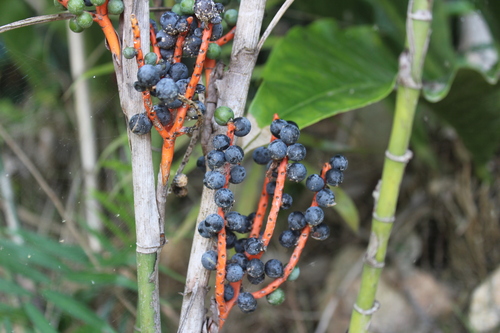 Chamaedorea seifrizii
