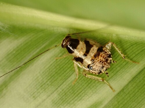 Small-spotted Cockroach photo 4