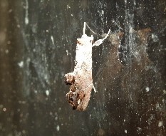 Arrade leucocosmalis