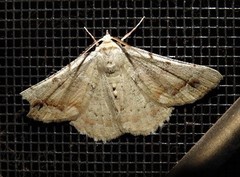 Aeolochroma quadrilinea