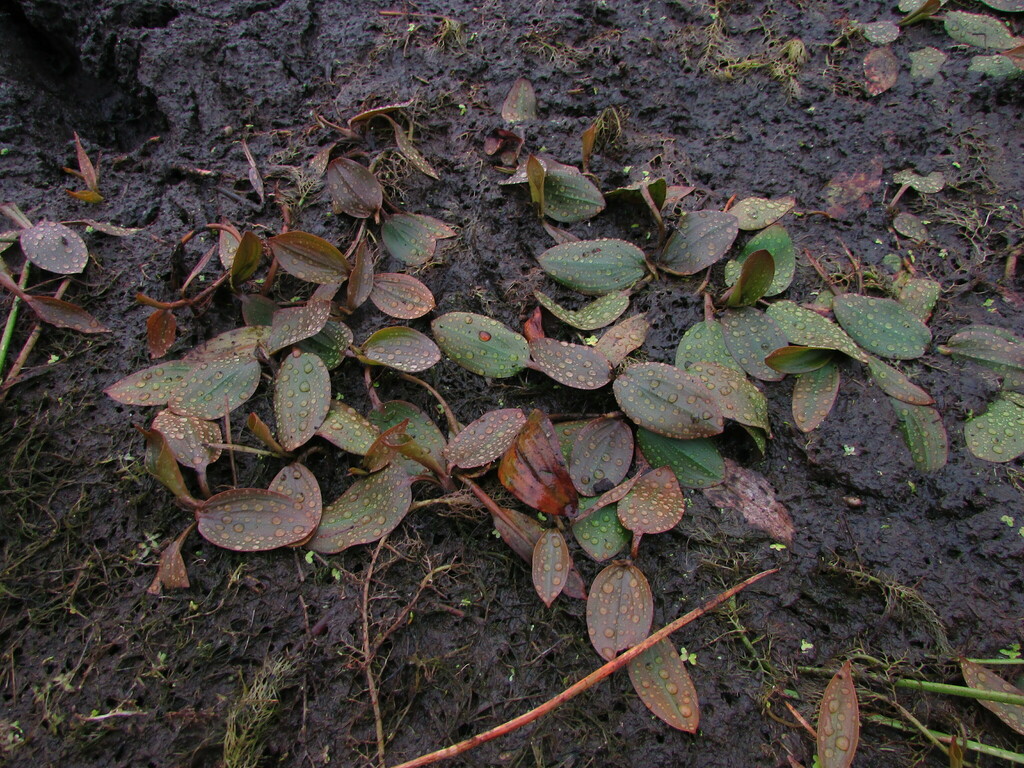 Pondweeds from Tubbamurra NSW 2365, Australia on March 11, 2023 at 07