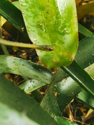 Common Tree Snake sighting