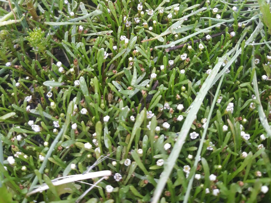 flowering plants from Tubbamurra NSW 2365, Australia on March 11, 2023