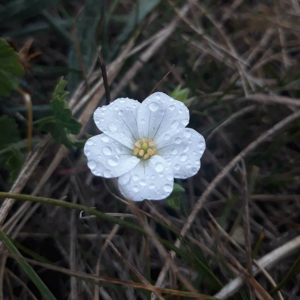 dicots from Tubbamurra NSW 2365, Australia on March 11, 2023 at 0428