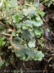 Pellia neesiana