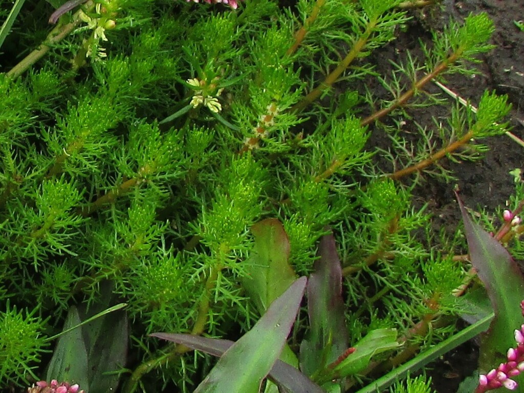 water milfoil family from Tubbamurra NSW 2365, Australia on March 11