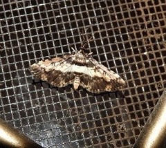 Nacoleia amphicedalis
