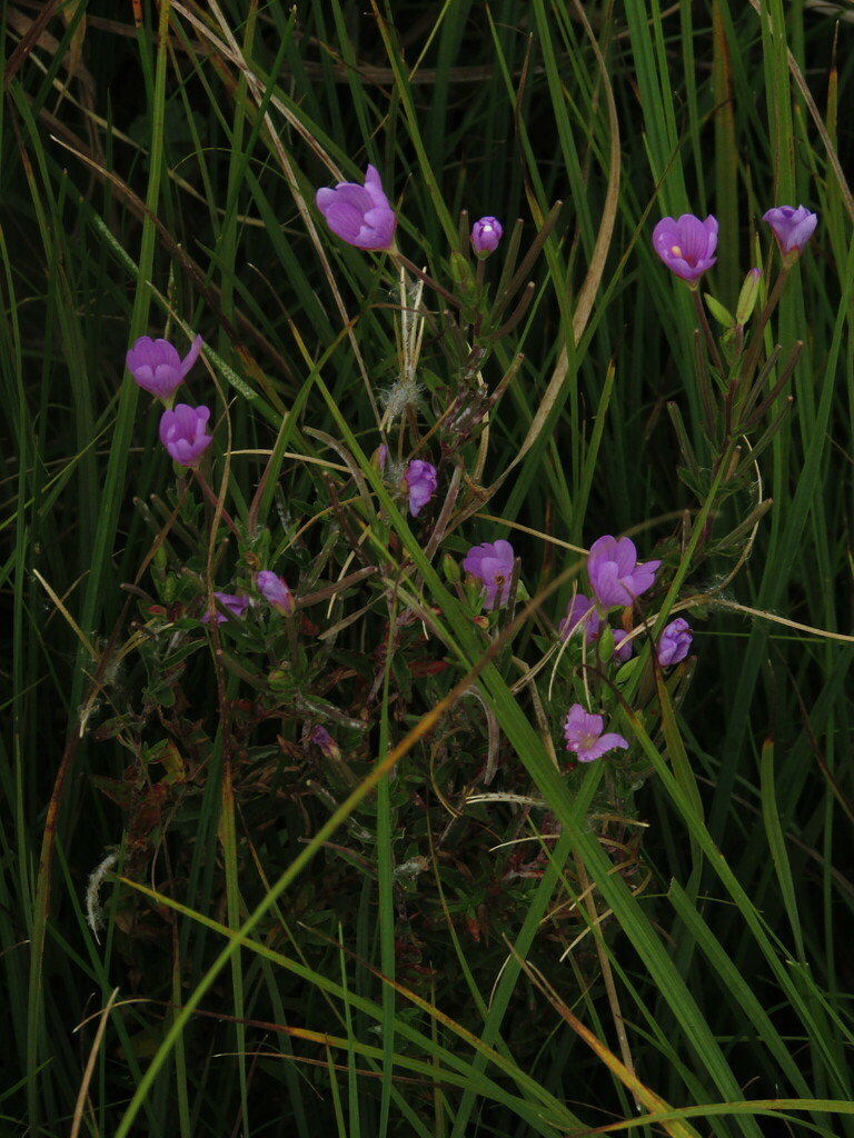 flowering plants from Tubbamurra NSW 2365, Australia on March 11, 2023