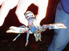 Euastacus sulcatus