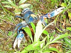 Euastacus sulcatus