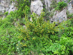 Berberis amurensis