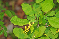 Berberis amurensis