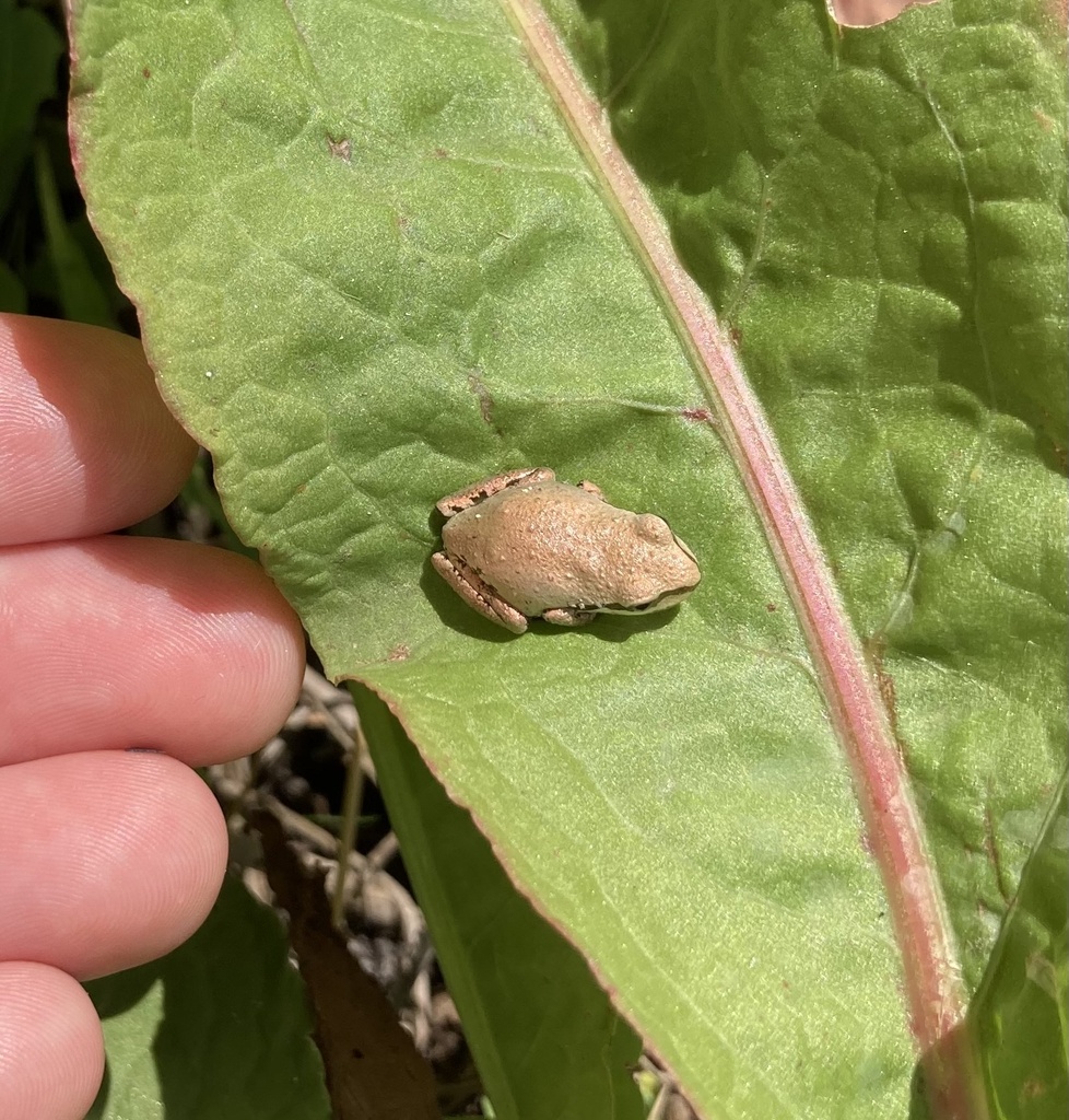 Northern Pacific Tree Frog In September 2023 By Hannah INaturalist   Large 