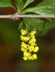 Berberis amurensis