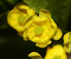 Berberis amurensis