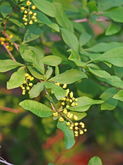 Berberis amurensis