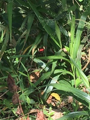 Heliconius clysonymus clysonymus