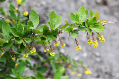 Berberis amurensis