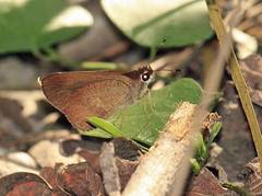Synapte pecta