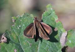 Synapte pecta