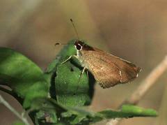 Synapte pecta