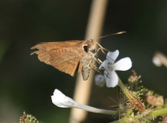 Synapte pecta