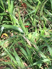 Heliconius clysonymus clysonymus