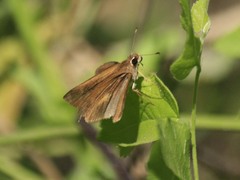 Synapte pecta
