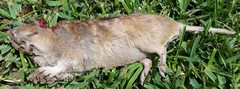 Geomys breviceps