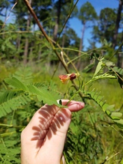 Sesbania vesicaria, photograph Leila Dasher, CC BY, iNaturalist via GBIF