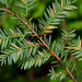 Blueberry Leaf Rust - Photo (c) Christian Schwarz, some rights reserved (CC BY-NC), uploaded by Christian Schwarz