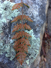 Paragymnopteris marantae