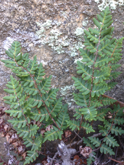 Paragymnopteris marantae