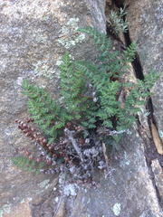 Paragymnopteris marantae