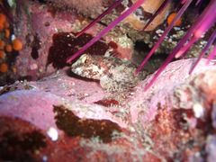 Artedius harringtoni