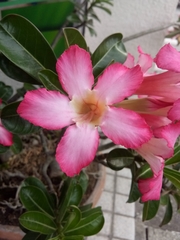 Adenium obesum