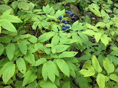 Caulophyllum robustum