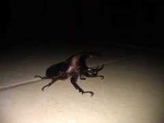 Aegopsis curvicornis