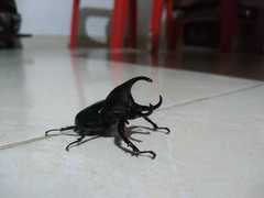 Aegopsis curvicornis