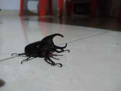 Aegopsis curvicornis